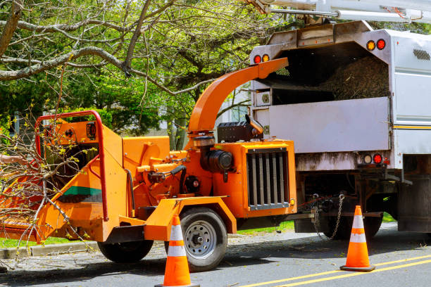 Best Storm Damage Tree Cleanup  in Madisonville, TX