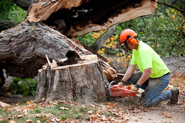 Madisonville, TX Tree Removal Company