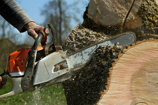 Best Hazardous Tree Removal  in Madisonville, TX